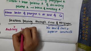 structures passing through sinus of morgagni  Anatomy [upl. by Eidnar]