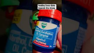 Feeding Croco Vicks Vaporub Xtra Strong shorts asmr viral trending vicks vaporub fun croco [upl. by Leontyne351]