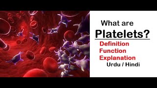 What are platelets  The function of platelets  Human body  Blood clotting  Urdu  Hindi [upl. by Gerik938]