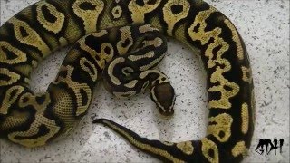 Beautiful Pastel Yellowbelly Ball Python Showcase [upl. by Kynan195]