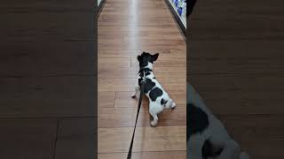 Jack Russel Terrier Barking at the pet store [upl. by Hagai]