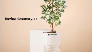 Ficus Triangularis in Pakistan by Greenerypk peace plants pakistan greenerypk [upl. by Oxley]