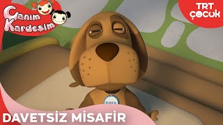 Canım Kardeşim  Davetsiz Misafir [upl. by Gilly]