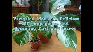 Variegated monstera deliciosa Propagation and new first new leafs [upl. by Anaujd72]