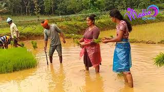 Obele le le Ilesa Ilesa Tulu album song  farmers planting karavali Paddy field [upl. by Anuait]