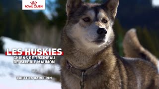 LES HUSKIES chiens de traîneau de Valérie Maumon [upl. by Esikram214]