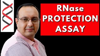 RNase Protection Assay  Transcriptome Analysis [upl. by Ddal]