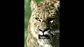 Smilodon vs grizzly bear [upl. by Ceevah857]