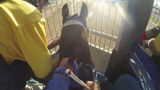 Trey Ellis trained horse jockey cam [upl. by Rika102]