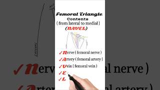 Femoral Triangle contents mnemonic [upl. by Eirolav]