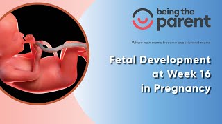 Fetal Development at Week 16 in Pregnancy [upl. by Eilah]