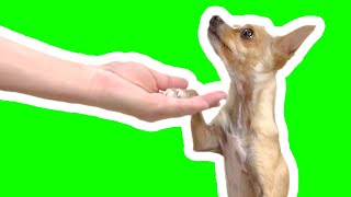 5 Easy Dog Trick tutorials [upl. by Lindblad]