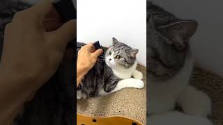 Funny Cat moi moi videomoi cattrendingcomedyviralvideo [upl. by Volin]