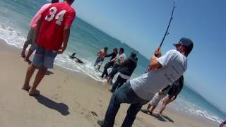 5ft Great White Shark caught Long Beach 4152017 [upl. by Nelli309]