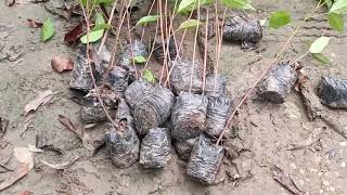 Mahagoni plants West Bengal ALL India Supply  Wholesale amp Retailers Con 7076085395 [upl. by Clara344]