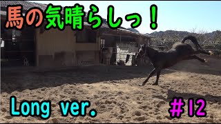 馬の気晴らしっ！ Long ver Japanese horse pastime [upl. by Procto]