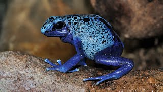 Top 4 Most Unique Frog Species [upl. by Euell]