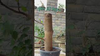 Ficus racemosa cutting propagation bonsai [upl. by Eitsyrhc]