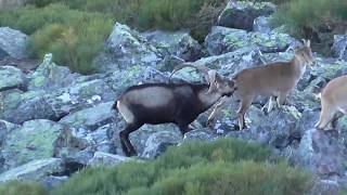 Celo Machos monteses y cabras 2018 en Batuecas Peña de Francia Salamanca [upl. by Ule103]