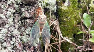 Cicada molting time lapse  female HD [upl. by Valry]