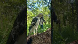 A old man see eagle in a wild bird eagle gianteagle eagleeyes martialeagle eaglets [upl. by Creighton]