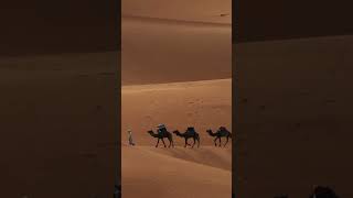 Exploring Sahara Desert saharadesert desert southafrica [upl. by Ligetti339]