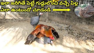 Guineafowl hen and chicken rooster  Young farmer A to Z Telugu [upl. by Cestar]