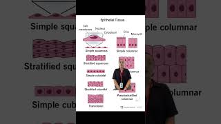 Epithelial Tissue AampP Lab Extracredit 1 [upl. by Ayokal]