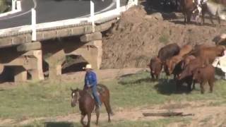 EIDSVOLD CATTLE DRIVE 2016 [upl. by Onder213]