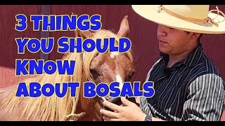 3 MOST IMPORTANT THINGS ABOUT BOSALS [upl. by Bernete]