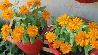 Care of Zinnia Plant  How to Grow and Care Zinnia Plant  Fun Gardening [upl. by Oren]