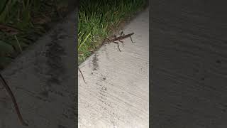 Stick bug bug stickbug life god nature [upl. by Anaihs]