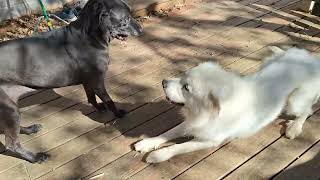 Great Pyrenees VS Cane Corso [upl. by Gnehs]