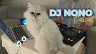 HIPHOP​  KPOP  Thai  Remix​ ​Song​ 2 Feelgood​  DJ​ Nonocatcat remix​ cat​ แมว​ dj song [upl. by Lyrpa719]