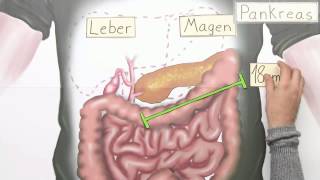Die Bauchspeicheldrüse  Biologie  Mensch [upl. by Snashall]