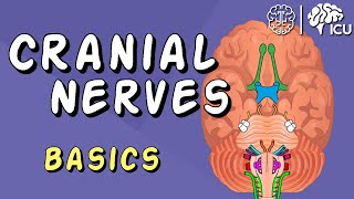 Cranial Nerve BASICS  The 12 cranial nerves and how to REMEMBER them [upl. by Valeda]