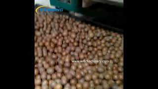 macadamia nut cutting machine macadamia processing equipment macadamia nut cracker machine for sale [upl. by Neddy]