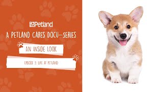 Petland  An Inside Look  Mini Docuseries Episode 3 Life at Petland [upl. by Kain]