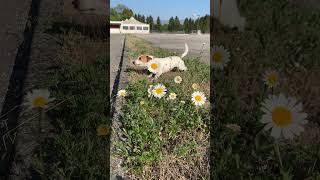 Jack Russell Terrier Dog Barking Sound [upl. by Maunsell421]