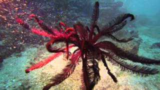 The Holopus  Crinoids or “sea lilies” [upl. by Kciredes]