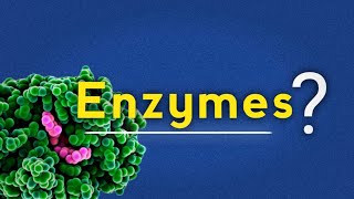 WHAT ARE ENZYMES THEIR CLASSIFICATION AND IMPORTANCE [upl. by Ennaed937]