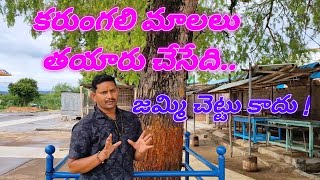 కరుంగలి మాల చేసేది జమ్మి చెట్టు కాదుIt is not the Jammi tree that makes Karungali Mala [upl. by Lourdes]