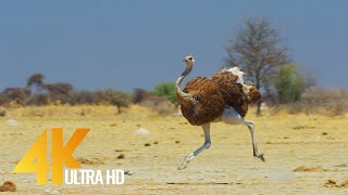 4K Ostrich the Flightless Bird  African Wildlife Documentary Film with Narration [upl. by Imhskal]