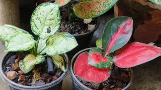 Aglaonema Plant Repotting [upl. by Rafaj]