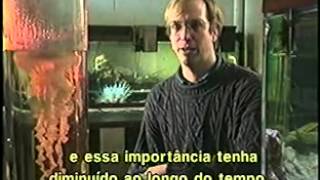 Entendendo o Magnetismo  Discovery Channel [upl. by Meredeth]