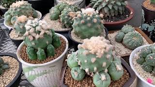 Lophophora Nursery Part 2 [upl. by Agnimod]