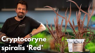 Cryptocoryne spiralis ‘Red’  Liquid Nature Pflanzenvorstellung [upl. by Sokil]