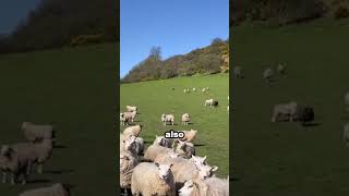 Border Collie shepherd dog leads sheep herd skillfully [upl. by Darnok]