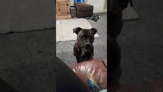 My Crazy Staffordshire bull terrier staffy barking mad [upl. by Av]