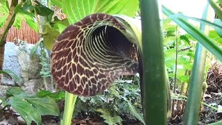 Arisaema griffithii beautiful Cobra Lily amp easy to grow [upl. by Botti]